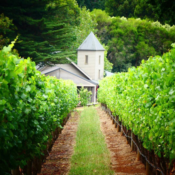 Cellar Door from the Vineyard